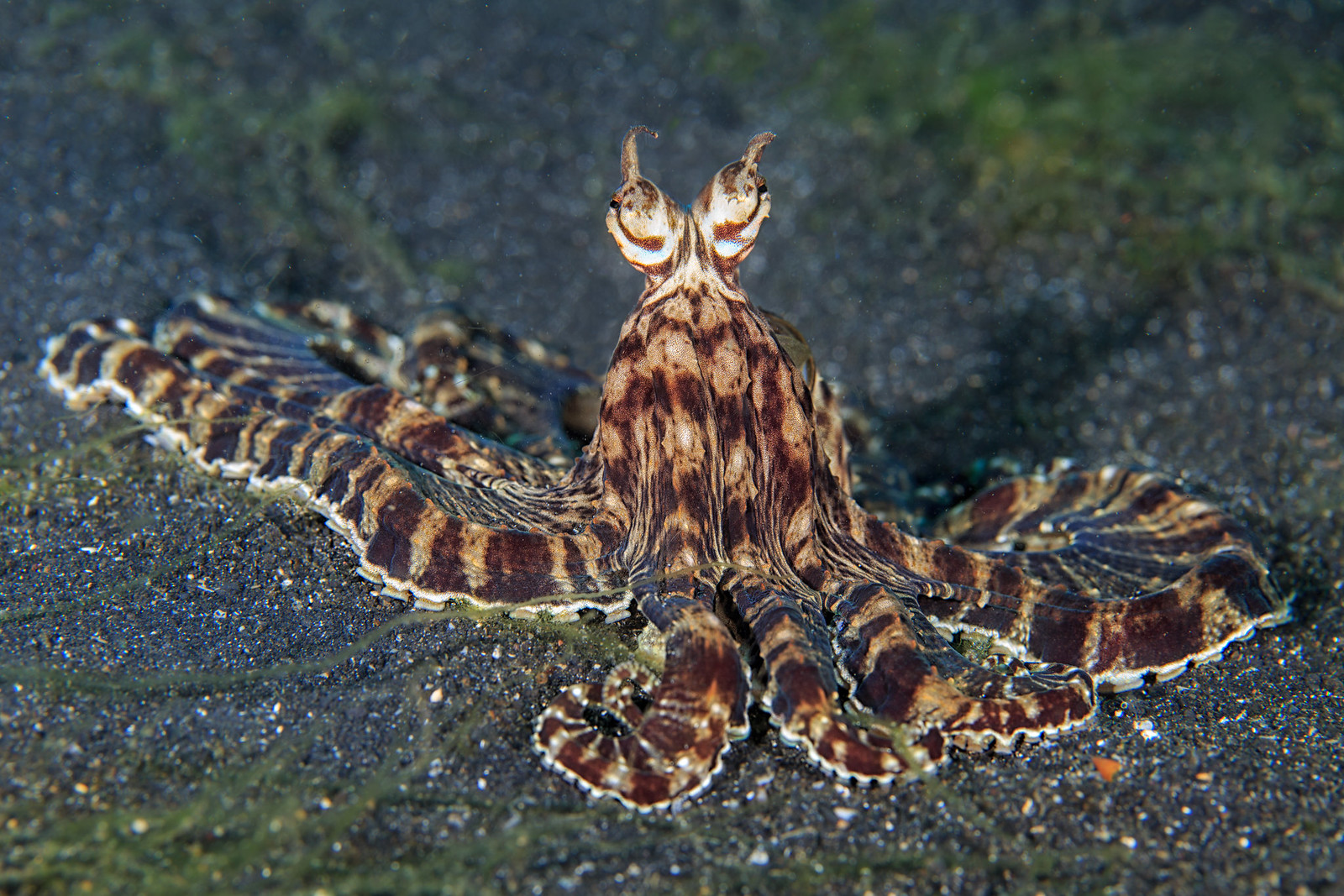 Mimic Octopus